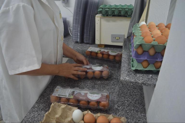 Na área limpa os ovos são colocados nas embalagens, rotulados e carimbados com lote e validade