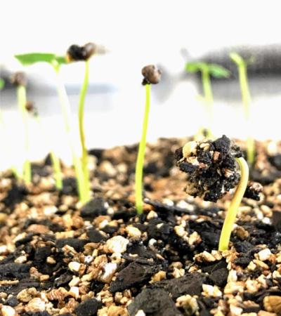 Sementes de araçá amarelo em fase inicial de germinação expondo as primeiras estruturas