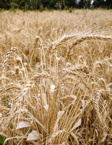 Fotos da produção de trigo enviadas pelo agricultor André Raddatz.