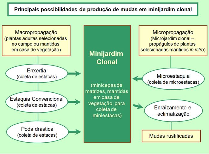 Imagem de um fluxograma com fundo verde claro detalhando as "Principais possibilidades de produção de mudas em minijardim clonal". Setas indicam que métodos de "Macropropagação" (enxertia, estaquia convencional e poda drástica) e de "Micropropagação" (microestaquia) convergem para um bloco central verde escuro representando o "Minijardim Clonal". A partir do bloco central, o fluxo segue para o "Enraizamento e aclimatização", resultando em "Mudas rustificadas".