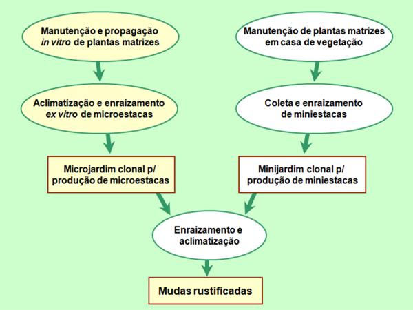 Imagem de um fluxograma com fundo verde claro contendo duas vias paralelas de processos que convergem na base, detalhando o esquema de produção de mudas a partir de plantas mantidas in vitro ou em casa de vegetação, finalizando na etapa de mudas rustificadas.