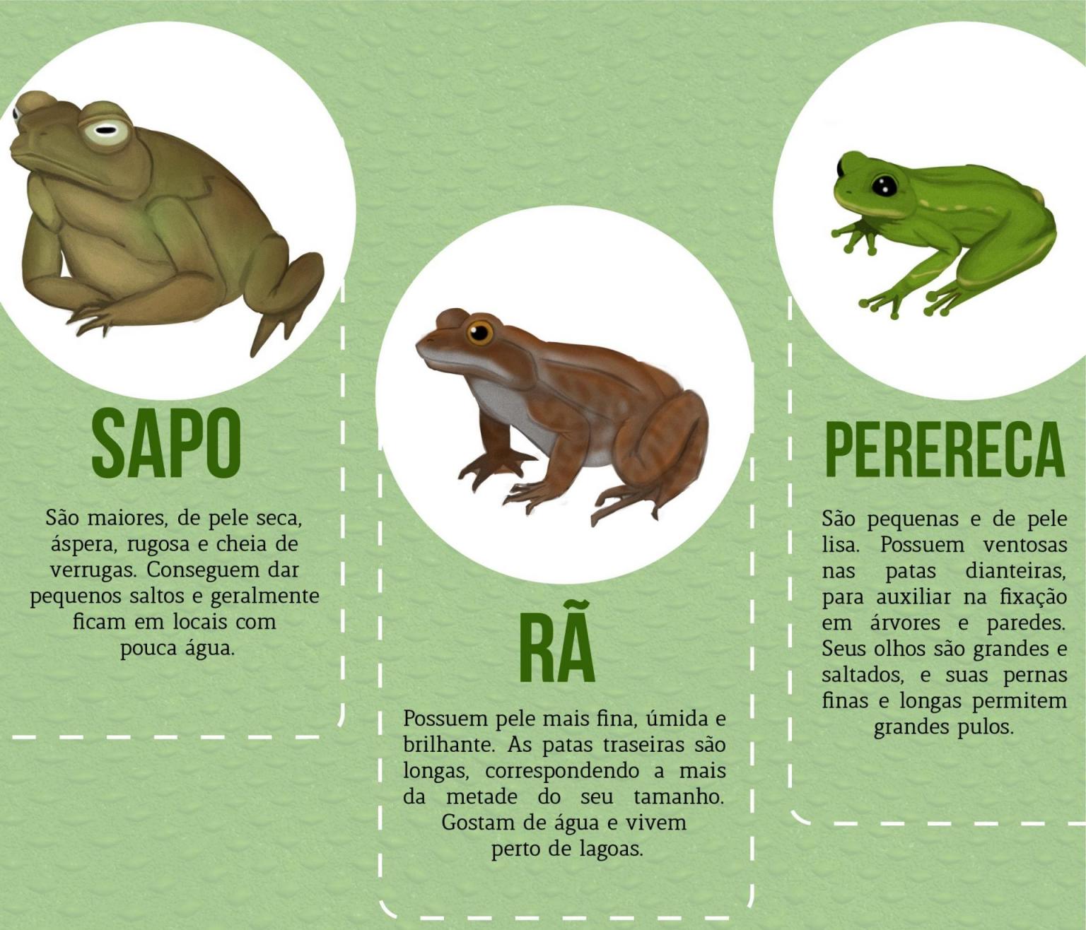 saporaperereca Revista Arco