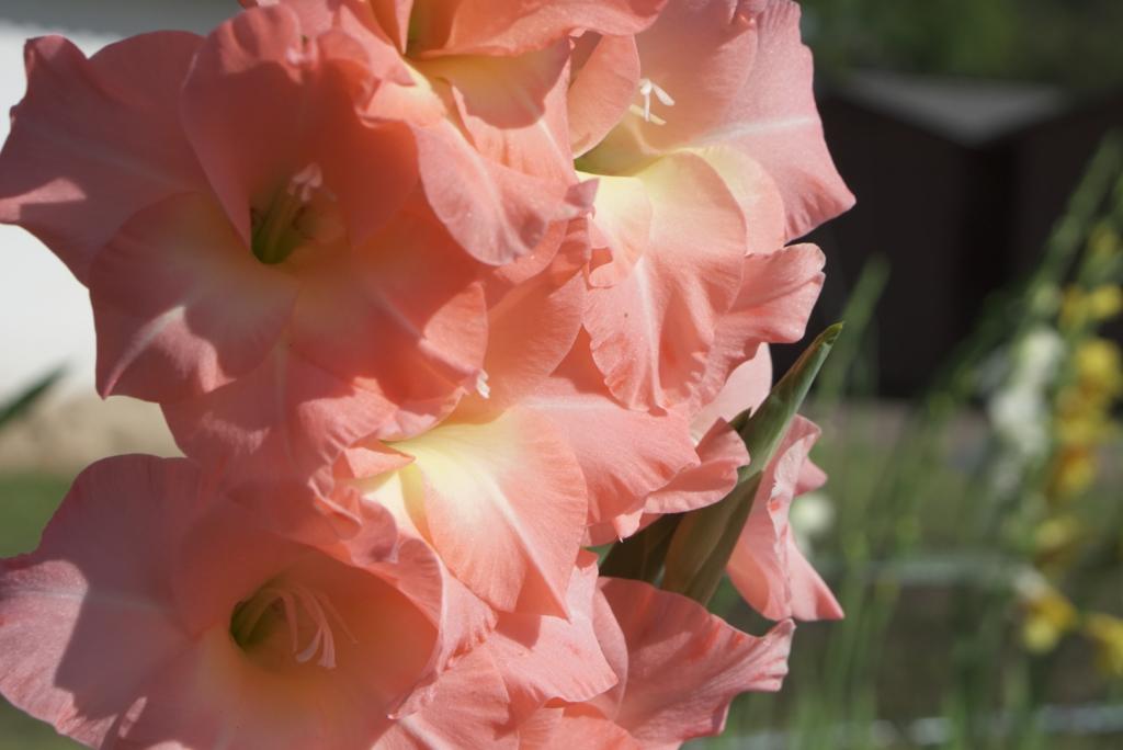 Fotografia horizontal e colorida de um gladíolo rosa claro. Detalhe do cacho de clores com cinco flores. Ao fundo, em desfoque, folhagem verde.