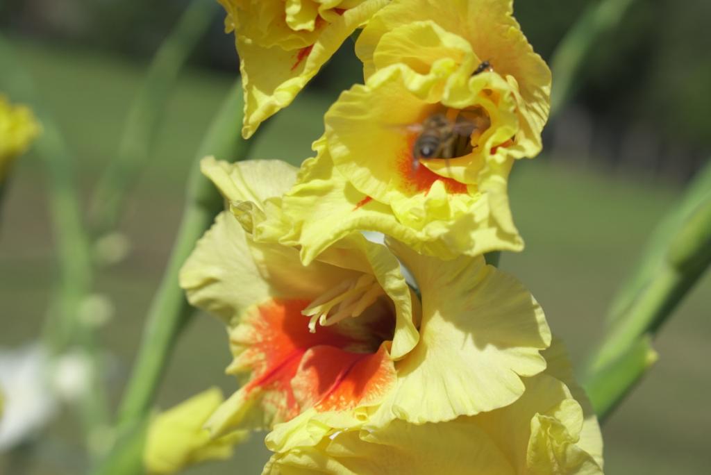 Fotografia horizontal e colorida de um gladíolo amarelo, com o centro em laranja. Eles está centralizado. A fotografia é em detalhe do cacho de flores. Na flor superior, ao centro, abelha amarela e preta. O fundo é desfocado, com folhagens e campo verdes.