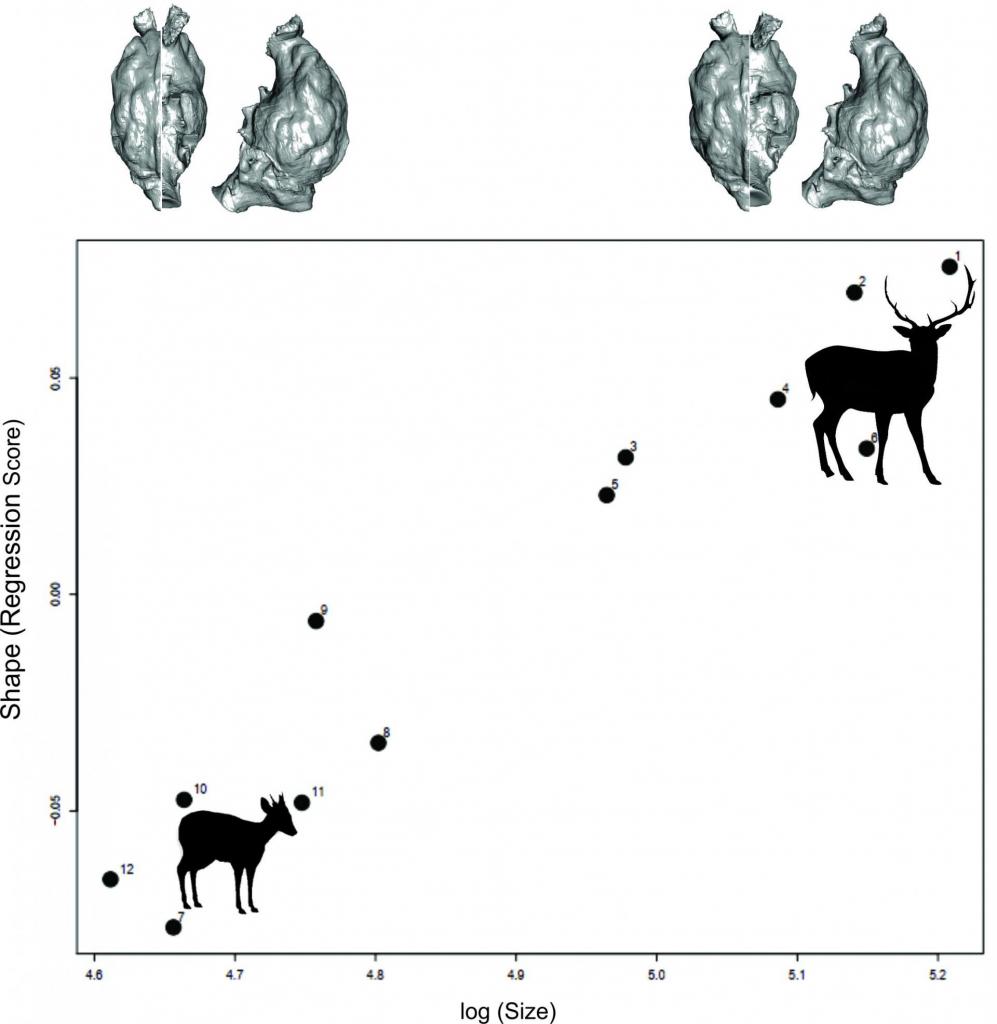 Gráfico quadrado e em preto e branco. Na linha 'x', a variável "log (Size). Na linha 'y', a variável "Shape (Regression score)". A linha 'x' vai de 4,6 a 5,2, com variável de 0,1. A linha 'y' vai de -0.05 a 0.05, com a variável 0.00 no meio. Na parte inferior esquerda do gráfico, há um cervo normal. Na parte superior direita do gráfico, um cervo gigante. Há duas representações encefálicas acima do gráfico. O fundo é branco.