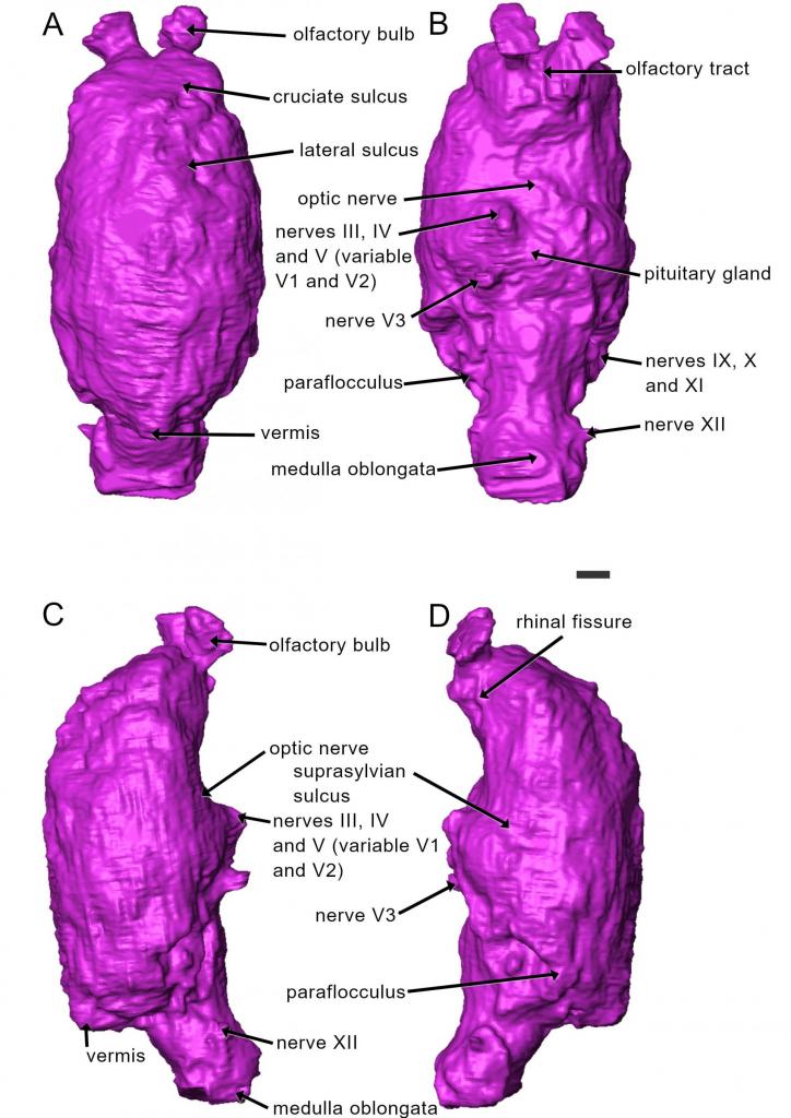 Reconstrução tridimensional do molde encefálico do cervo gigante. Ele está dividivo m quatro partes, A, B, C e D. Estão na cor roxa. Há flechas que apontam partes da estrutura. Na descrição, conforme as partes. Na parte "A": olfactory bulb,cruciate sulcus, lateral sulcus e vermis. Na parte "B": olfactory tract, optic nerve, nerves III, IV and V (variable V1 and V2), nerve v3, paraflocculus, medulla oblongata, pituitary gland, nerves IX, X and XI, e nerve XII. Na parte "C": olfactory bulb, optic nerve, nerves III, IV and V (variable V1 e V2), nerve XII, medulla oblongata e vermis. E na parte "D": rhinal fissure, suprasylvian sulcus, nerve V3 e paraflocculus. O fundo é branco.