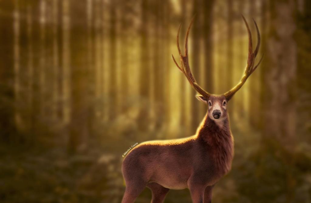 Reconstrução fotográfica horizontal e colorida de um cervo gigante. Na ireita da imagem, o cervo, de perfil, em frente a um bosque iluminado. O cervo tem pelos em tons de marrom, cabeça pequena em relação ao resto do corpo, e galhada grande. Na cabeça, ao redor dos olhos e na mandíbula, a pelagem é branca. Os olhos são redondos e pretos, o focinho também é preto. Ao fundo, em desfoque, troncos de árvores altas e finas, formam um bosque. Há luz entrando por detrás das árvores, o que ilumina o cervo.