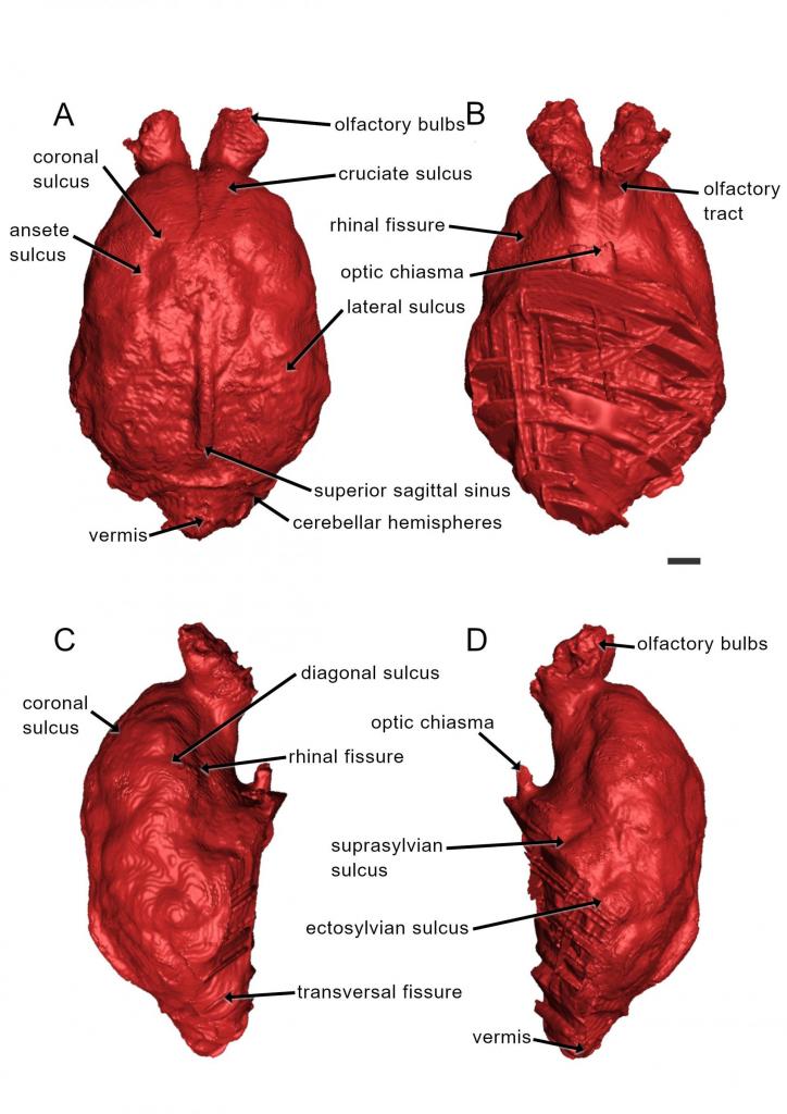 Reconstrução tridimensional do molde encefálico do cervo gigante. A reconstrução está em quatro partes: A, B, C e D. As partes A e B são de frente e trás. E as partes C e D são do molde partido, direita e esquerda. A coloração é vermelho vivo. Na descrição, elementos apontados em cada parte. Na parte "A": coronal sulcus, ansete sulcus, olfactory bulbs,cruciate sulcus, lateral sulcus, superior sagittal sinus, cerebellar hemispheres e vermis. Na parte "B": rhinal fissure,olfactory tract e optic chiasma. Na parte "C": coronal sulcus, diagonal sulcus, rhinal fissure, transversal fissure. E na parte "D": olfactory bulbs, optic chiasma, suprasylvian sulcus, ectosylvian sulcus e vermis. O fundo é branco.