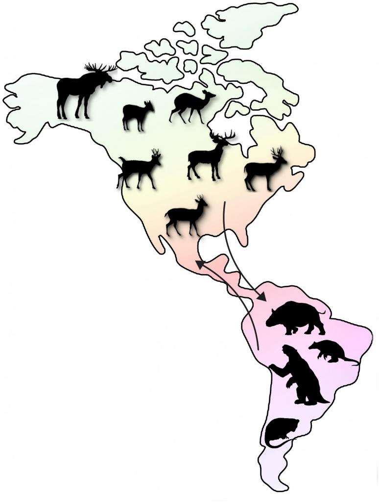 Representação de mapa da América do Norte, América Central e América do Sul, em tons pastel. Na parte da América do Norte, há alguns ícones de cervos e outros animais. Na América do Sul, cervos, tatus, preguiças, entre outros animais. Ao lado de um cervo da América do Norte, uma flecha que aponta para a América do Sul. O fundo é branco.