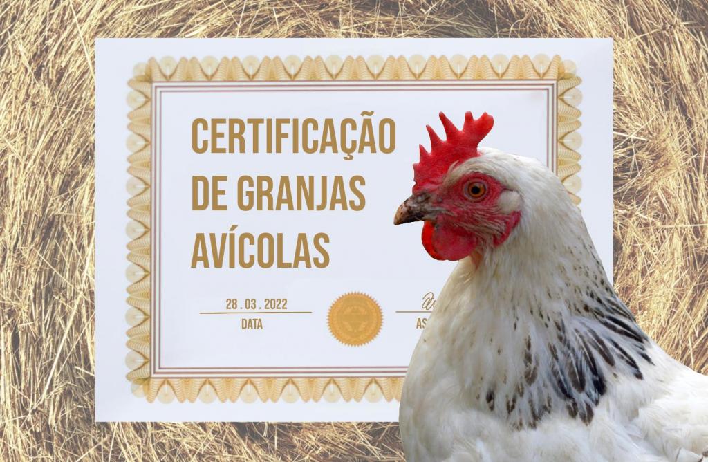 Descrição da imagem: Imagem horizontal e colorida de uma galinha em frente a um certificado. A galinha está na direita da imagem, de perfil direito, é branca, com algumas penas pretas no pescoço, tem crista vermelha, olho escuro e bico rosado. Atrás dela, um certificado branco com detalhes em dourado: na parte esquerda do certificado, em dourado, caixa alta e dividido em três linhas, o título "Certificação de granjas avícolas". Abaixo, a data "28.03.2022". Ao lado, um selo circular e dourado. O certificado tem uma moldura dourada. Ao fundo, textura de palha.