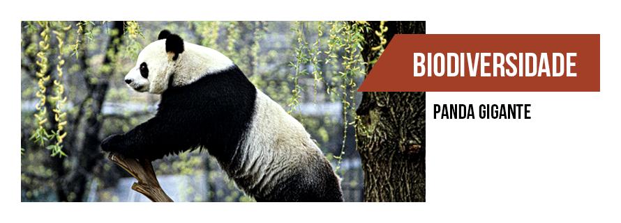 Fotografia horizontal e colorida de um panda gigante. Ele tem cabeça branca e partes do corpo pretas e brancas. As orelhas são pretas, assim como um círculo ao redor dos olhos. Ele está apoiado sobre um galho. No fundo, em desfoque, tronco de árvores e folhas da árvore, pendentes. O fundo é claro e tem pontos de branco. Ao lado, sobre tarja marrom alaranjada, na cor branca e em caixa alta, a palavra Biodiversidade. Abaixo, em preto, "Panda gigante". O fundo é branco.