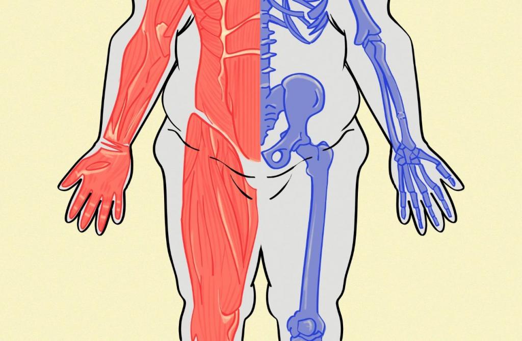 Ilustração horizontal e colorida de silhueta de um corpo gordo, em que são visíveis os músculos e os ossos. A ilustração do corpo é do joelho ao peito. Na parte esquerda, aparecem os músculos, na cor vermelha. Na parte direita, estão os ossos, em azul. O restante do corpo é cinza. O fundo é bege.