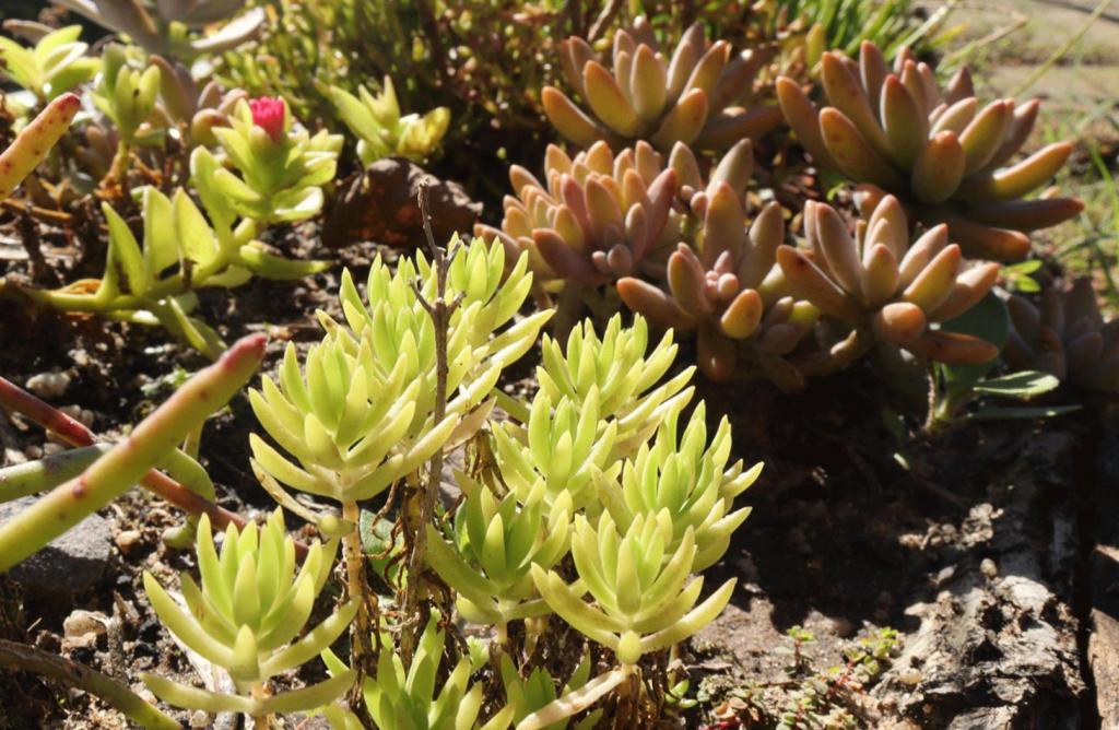 Fotografia horizontal e colorida de espécies de suculentas pequenas; a da frente é um mini arbusto em tom de verde claro. A do fundo tem tom rosa malva.