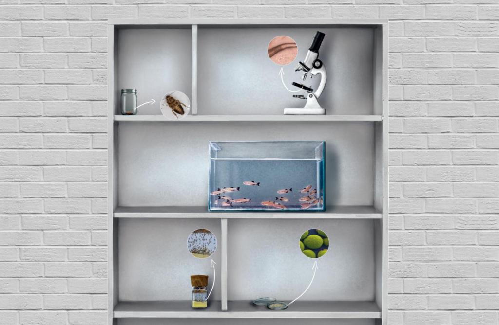 Image Description: Horizontal color illustration of objects on a white shelf. On the first shelf, from the bottom to the top, there are two cubby-holes, with a small glass jar with yellow content and an open petri dish with green content. On the second shelf, an aquarium with several light pink fish. On the top shelf, two cubby-holes, with a white microscope and a glass jar with a cockroach inside it. The background is a white brick wall.