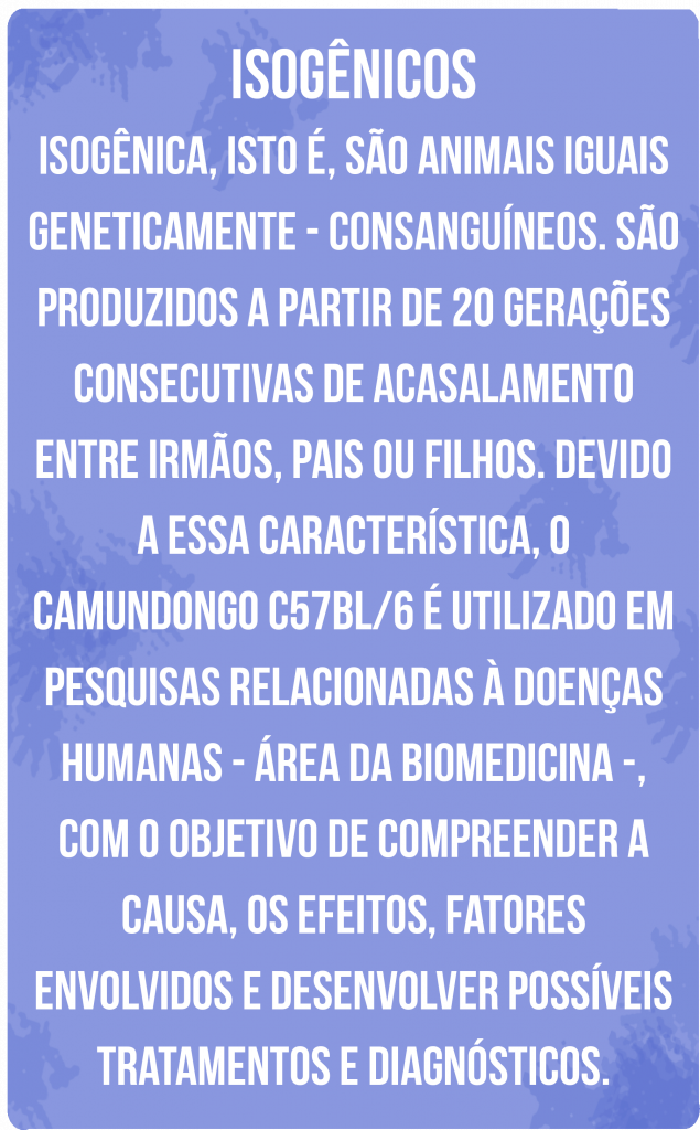 Box vertical e em tom lilás com texto na cor branca. O texto tem treze linhas. O título é "Isogênicos". O texto: "Isogênica, isto é, são animais iguais geneticamente, - consanguíneos. São produzidos a partir de 20 gerações consecutivas de acasalamento entre irmãos, pais ou filhos. Devido a essa característica, o camundongo C57BL/6 é utilizado em pesquisas relacionadas à doenças humanas - área da biomedicina -, com o objetivo de compreender a causa, os efeitos, fatores envolvidos e desenvolver possíveis tratamentos e diagnósticos. O fundo é lilás.