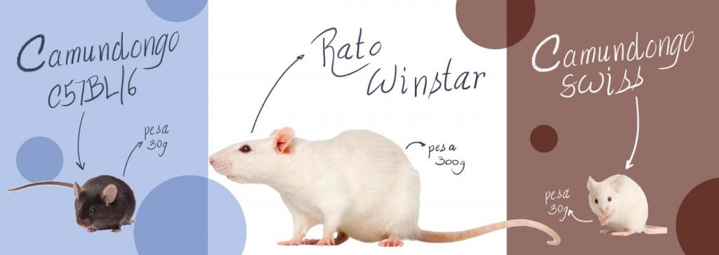 Infográfico horizontal e colorido de três tipos de ratos e camundongos. O infográfico tem tons lilás, branco e marrom claro, dividido em três quadrados coloridos. O primeiro, na esquerda, tem um camundongo pequeno de pelagem marrom, olhos escuros e pequenos, orelhas e rabo em tom bege. Acima, em letra cursiva preta, o nome "Camundongo C57BL/6" e "pesa 30g". Ao lado, com fundo branco, raro grande de pelagem branca, com olhos vermelhos e orelhas, latas e rabo em rosa claro. Acima, em preto, o nome "Rato Winster" e "pesa 300g". Ao lado, na direita da imagem, em fundo marrom claro, camundongo pequeno com pelagem branca, olhos vermelhos, orelhas, patas e rabo em rosa claro. Acima, em branco, o nome 'Camundongo Swiss" e "pesa 30g".