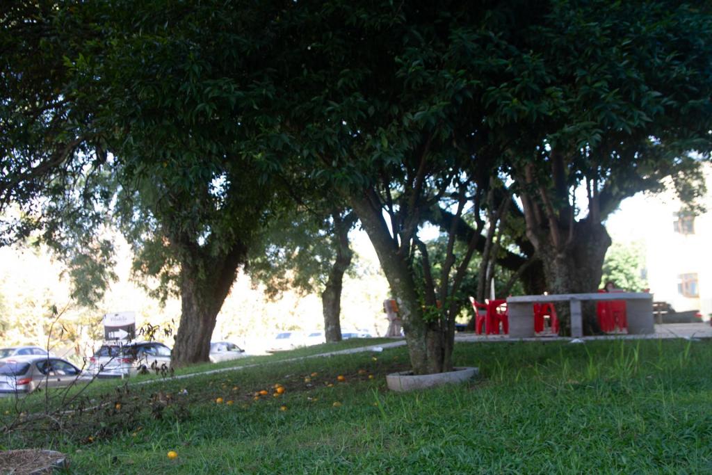 Fotografia horizontal e colorida de uma bergamoteira, vista da altura do tronco. A árvore tem copa densa, e há bergamotas caídas no gramado abaixo da árvore. Ao fundo, mesa de concreto cinza e cadeira de bar vermelha.