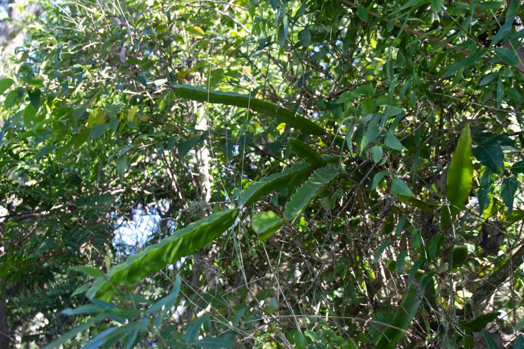 Fotografia horizontal e colorida de um pé de pitaya preso em uma cerca de arame cinza enferrujado. A pitaya tem formato de cactus alongado e tem característica de trepadeira. Ao redor, outras espécies de árvores em tons de verde.