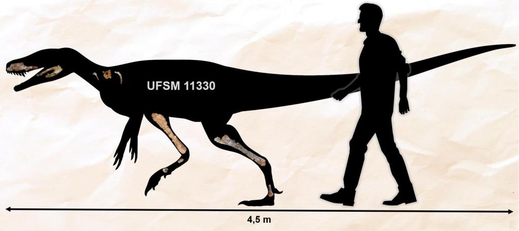 Descrição da imagem: ilustração horizontal e em preto de uma simulação de dinossauro do lado de um homem. A simulação está em ícones pretos. No centro do dinossauro, em branco, o nome "UFSM 11330"; imagens de ossos estão distribuídos no focinho, na mandíbula, no pescoço, nas pernas e no calcanhar. Ao lado, na direita da imagem, homem em pé, com altura maior que o dinossauro. Abaixo, linha com flechas dos dois lados, que vai da extremidade da boca até o fim da cauda do dinossauro, e o número "4,5m". O fundo é claro com textura de papel amassado.