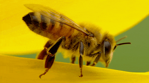 Descrição de imagens: gif de uma abelha, em detalhe, sobre a pétala de uma flor amarela. A abelha é amarela e preta e tem as asas amarekadas; ela tem olhos redondos, pequenos e na cor preta; o movimento do gif está na bunda da abelha, que faz um movimento de 'tremida' para cima e para baixo, de maneira sutil.