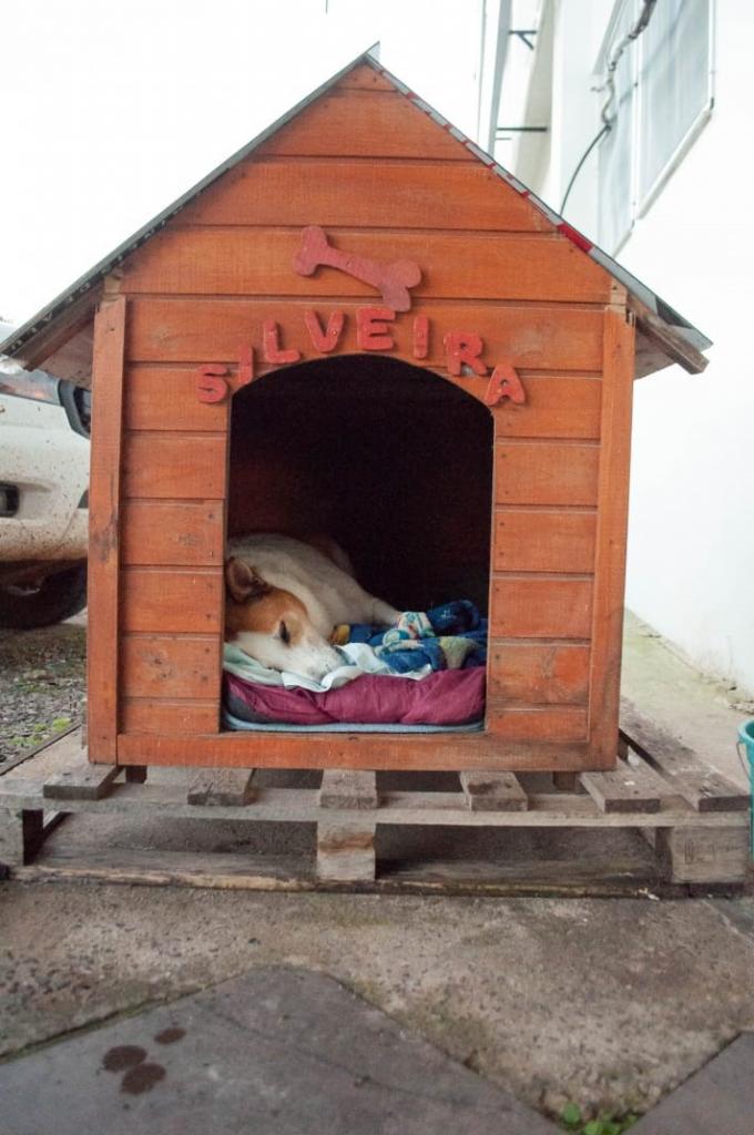 Foto vertical e colorida de um cachorro de porte grande no interior de uma casinha de madeira marrom. O cachorro tem pelagem branca e caramelo. A partir da entrada da casinha, o rosto do cachorro está em destaque. Ele está deitado sobre cobertores coloridos, com os olhos fechados. A casa de madeira tem o telhado triangular e uma abertura; acima, o nome "Silveira" e a figura de um osso acima do nome. A casa está  sobre um palete de madeira. O fundo é o céu claro desfocado, detalhe de um carro branco na lateral esquerda  e uma parede branca na lateral direita.