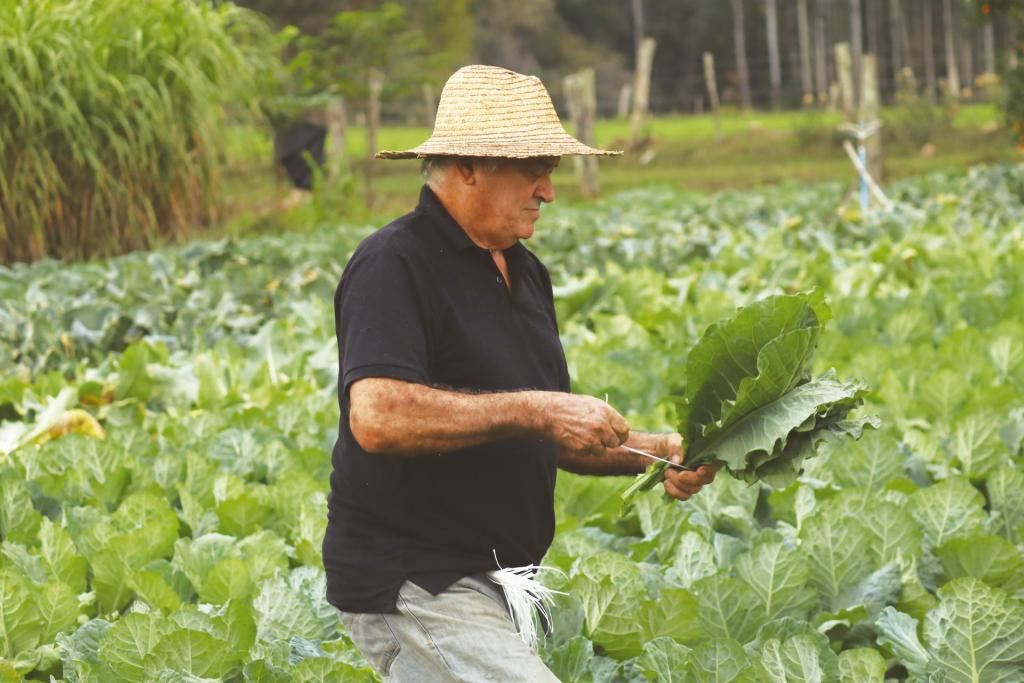 Fotografia horizontal e colorida de um homem branco, de estatura média e cabelos brancos, de perfil esquerdo em meio a uma plantação de couve. Ele segura algumas folhas de couve pelas hastes, além de um fio branco, que circunda as plantas. Ele usa um chapéu de palha dourado e veste uma camisa gola polo preta e uma calça jeans clara. Na lateral de sua calça, está preso um maço de linhas brancas. Ao fundo da imagem, em desfoque, a plantação de couve na cor verde escura, um arbusto de pasto, cercas de troncos de madeira e troncos de árvores de um bosque. 