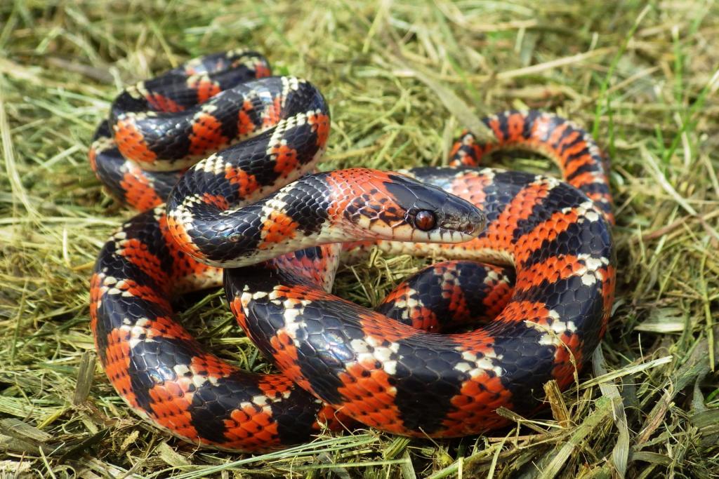 Cobra coral-falsa
Fotografia horizontal, colorida e em primeiro plano de uma serpente. A pele do animal possui as cores preto, vermelho e branco, dispostas em faixas alternadas diagonais. No centro da imagem, a cabeça está voltada para a direita, levemente elevada e os olhos são redondos e escuros. O corpo está enrolado sobre palha seca em tons amarelados e verde-escuros. O registro foi feito com iluminação natural.
