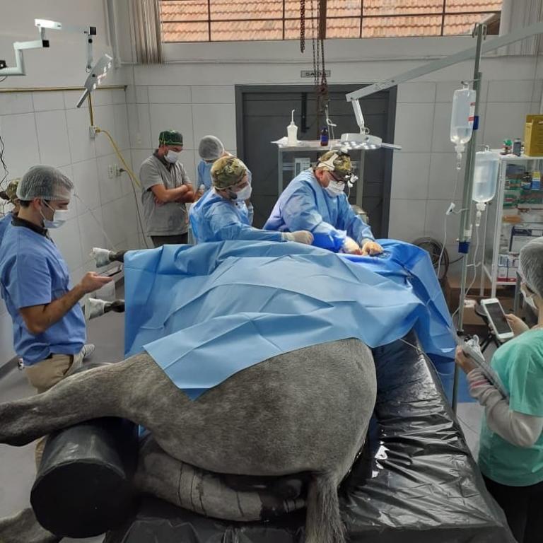 No centro, um cavalo deitado na mesa de cirurgia, coberto. Ao redor, a ida veterinária