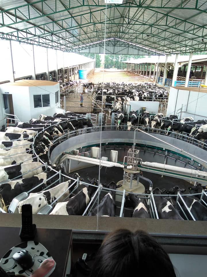 Foto de um grande local onde tem um grande maquinário. Nesse lugar tem muitas vacas sendo ordenhadas.