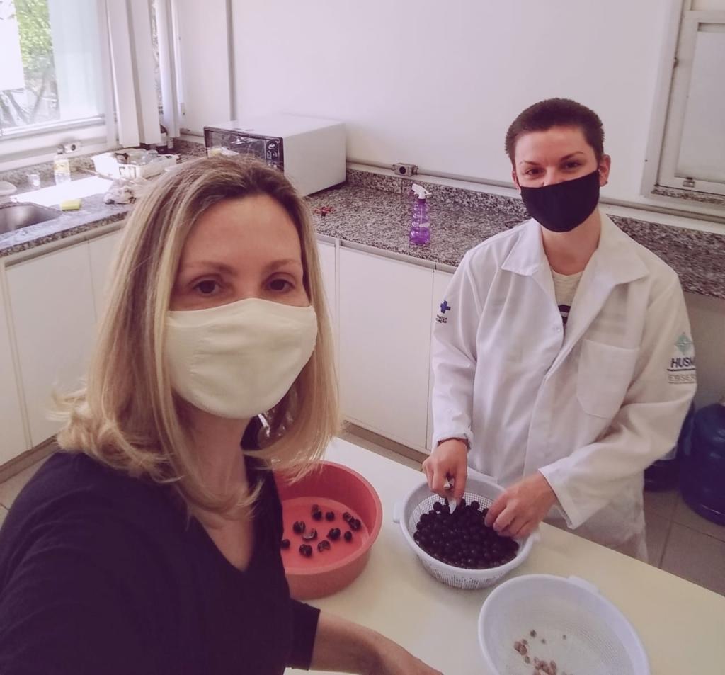 Duas pessoas em umabancada de laboratório, usando másccaras e separando frutinhas roxas em uma macia