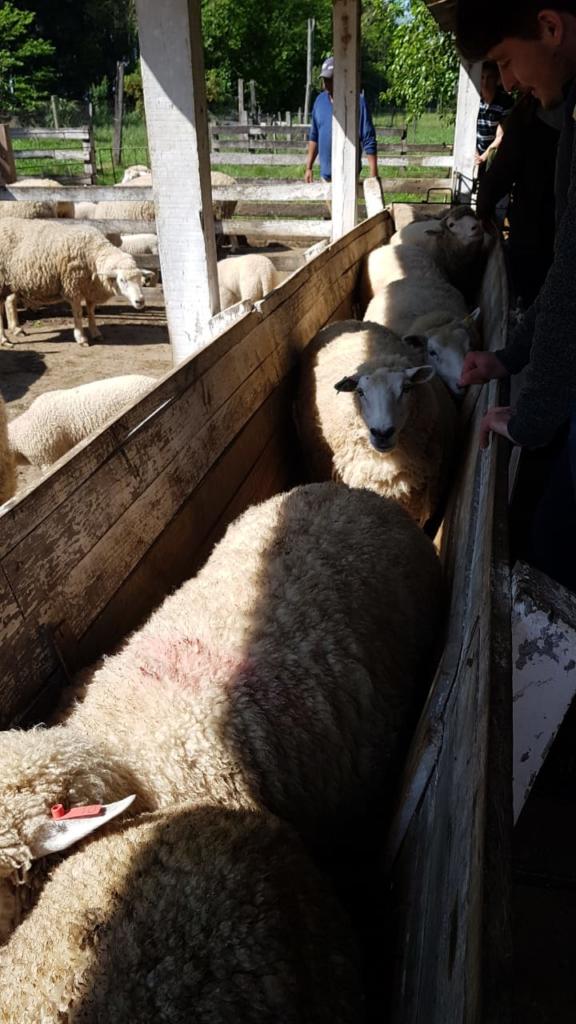 Brete com diversas ovelhas