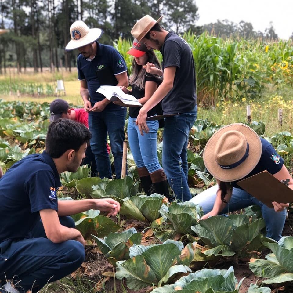 Cinco pessoas no campo analisando plantas