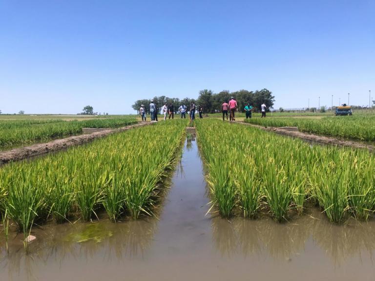 campo de plantação de arroz