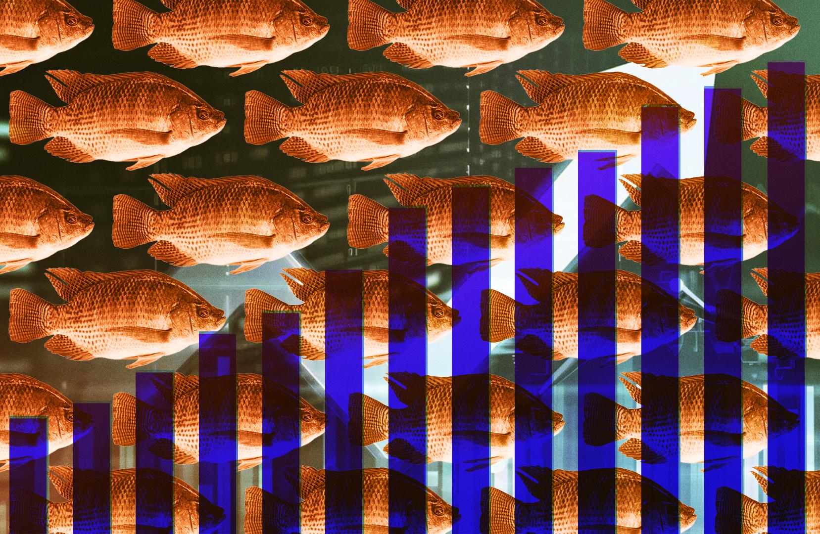 Imagem retangular e colorida de colagem de peixes tilápia com outros elementos gráficos. São seis fileiras com quatro peixes cada. As tilápias tem cor alaranjada, tem o corpo chato e alongado, como se fosse um formato de olho. Tem barbatanas na parte superior e no meio do corpo, e na cauda. Eles estão de perfil, na direção do lado direito. Na frente dos peixes, um gráfico azul de barras em formato crescente, pro lado direito. No fundo,imagem escura e texturizada em desfoque.
