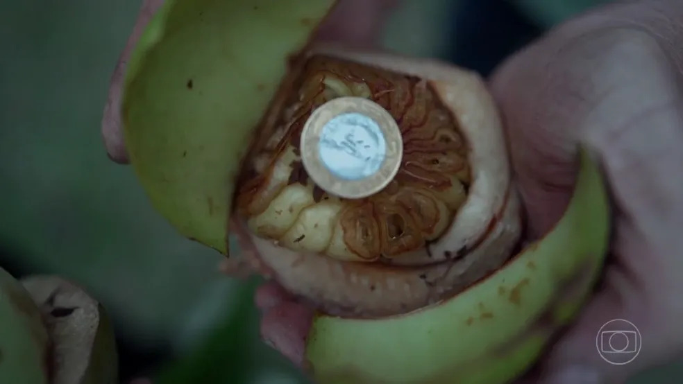 Fotografia colorida de uma flor de pataca dentro de uma espécie de cofre. As pétalas verdes e duras estão se fechando. Dentro, sobre o miolo da flor, está uma moeda de um real.