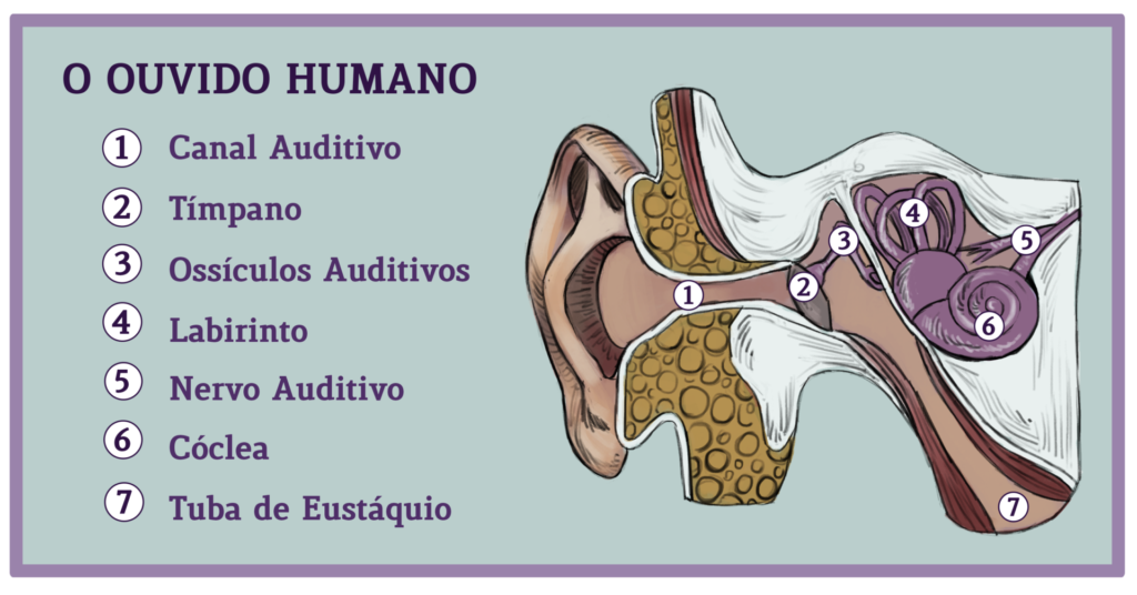 Ilustração do ouvido humano, dividido em 7 partes: canal auditivo, tímpano, ossículos auditivos, labirinto, nervo auditivo, cóclea e tuba de eustáquio.