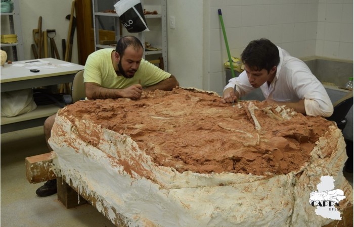 Paleontólogos começam o trabalho de separação do fóssil da rocha