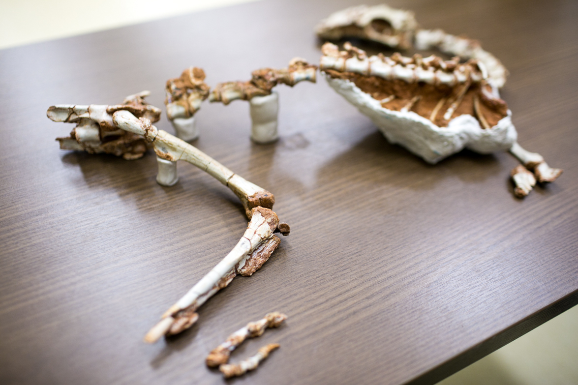 Fóssil raro de dinossauro do período Triássico é encontrado 